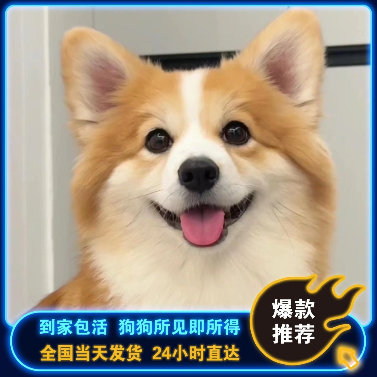 柯基幼崽